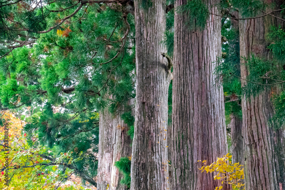 Naklejka premium The cedar trees in the forest