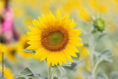Fototapeta Naklejka Na Ścianę i Meble -  Closeup Beautiful of a Sunflower or Helianthus in Sunflower Field, Bright yellow sunflower Lopburi, Thailand