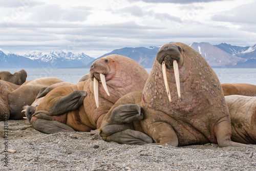 The walrus is a marine mammal, the only modern species of the walrus family, traditionally attributed to the pinniped group. One of the largest representatives of pinnipeds.