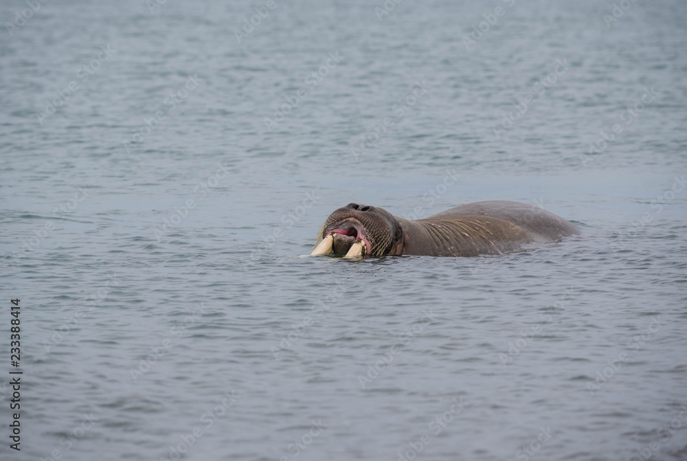 Fototapeta premium The walrus is a marine mammal, the only modern species of the walrus family, traditionally attributed to the pinniped group. One of the largest representatives of pinnipeds.