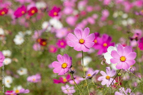 Cosmos flower, Ibaraki, Japan