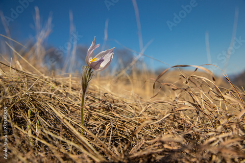 Photography Pasqueflower taken in southern MN