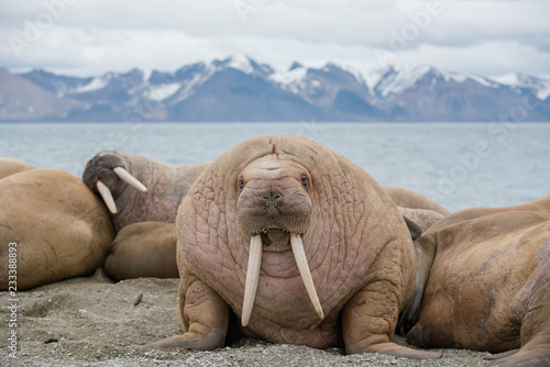The walrus is a marine mammal, the only modern species of the walrus family, traditionally attributed to the pinniped group. One of the largest representatives of pinnipeds.