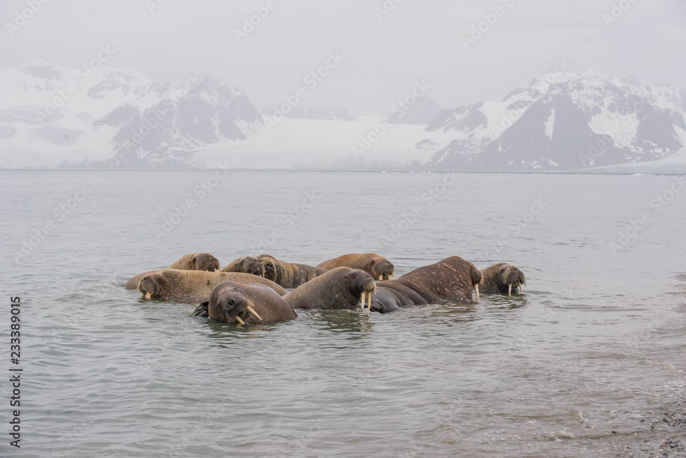 Fototapeta premium The walrus is a marine mammal, the only modern species of the walrus family, traditionally attributed to the pinniped group. One of the largest representatives of pinnipeds.