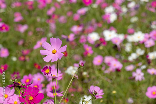 Cosmos flower  Ibaraki  Japan