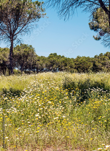 Fototapeta Naklejka Na Ścianę i Meble -  Fields of Andalusia with trees
