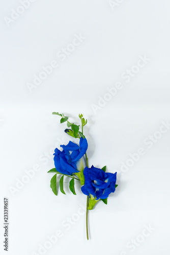 butterfly pea on white background  photo