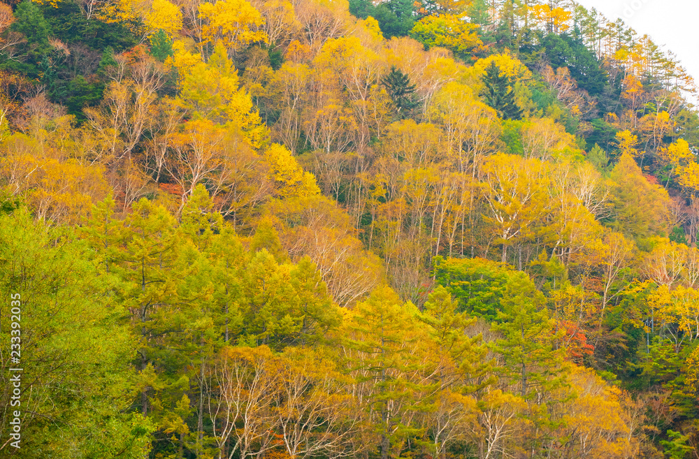Autumn Leaves background with blue sky in sunny day. A wonderful view of The scenery in autumn is before the winter. Autumn leaves in different colors in nature concept. Autumn Leaves background with blue sky in sunny day. A wonderful view of The scenery in autumn is before the winter. Autumn leaves in different colors in nature concept.