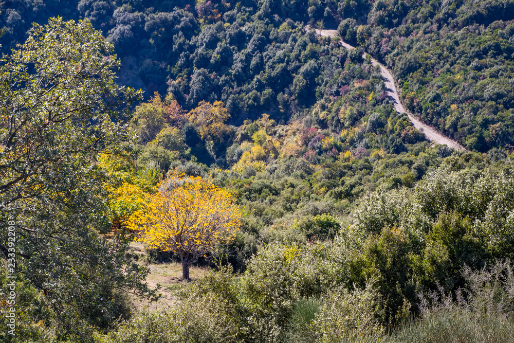 Rural road passing through the green hills covered with autumn forest