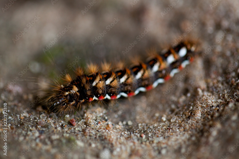 beautiful caterpillar macro