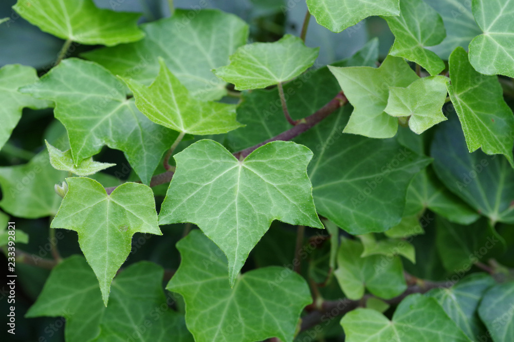 Fototapeta premium 蔓状の植物