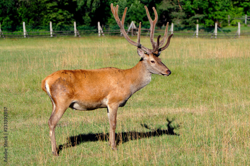 Single Red Deer, Cervus elaphus, feeding in a wildlife park in Masuria region in Poland Single Red Deer, Cervus elaphus, feeding in a wildlife park in Masuria region in Poland