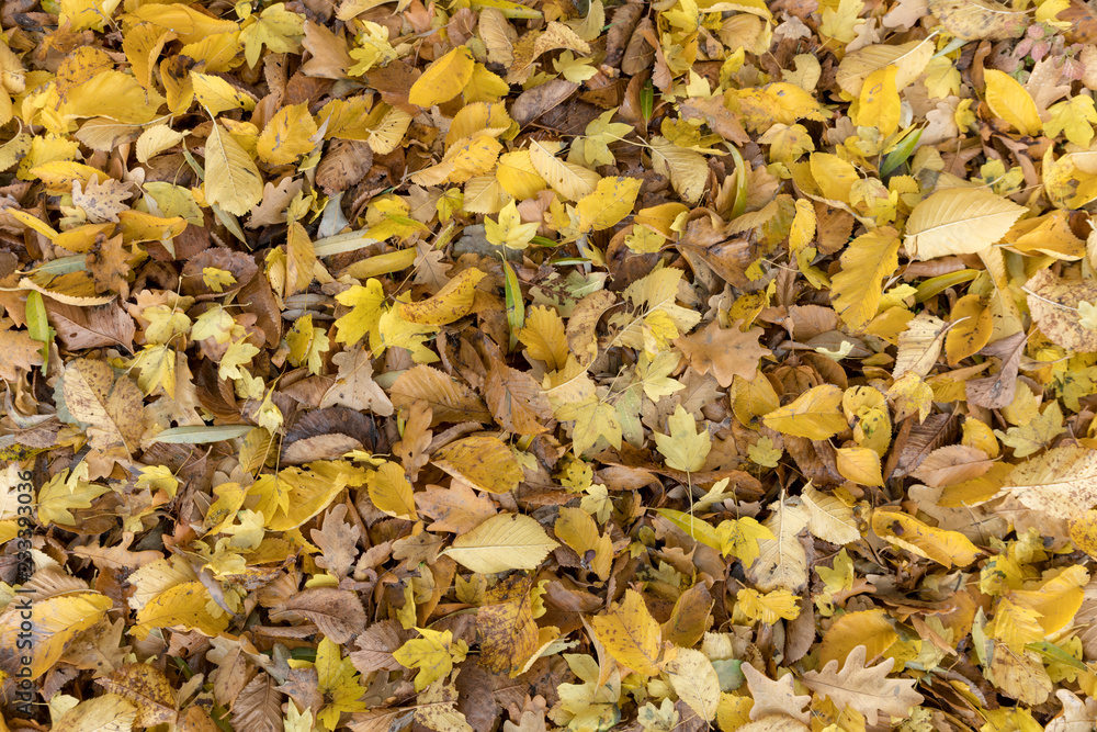 Autumnal colorful leaves of maple trees. Full frame as a background Autumnal colorful leaves of maple trees. Full frame as a background