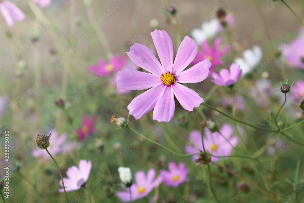 Pink and white cosme flowers in the garden. Annual flowers Pink and white cosme flowers in the garden. Annual flowers
