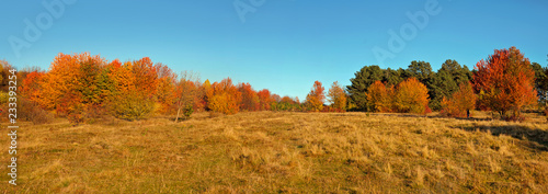 Panoramic view of autumn sunset trees and grass