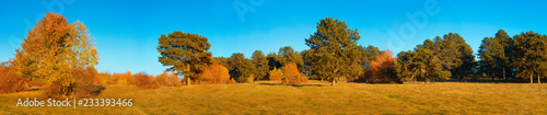 Panoramic view of golden autumn sunset trees