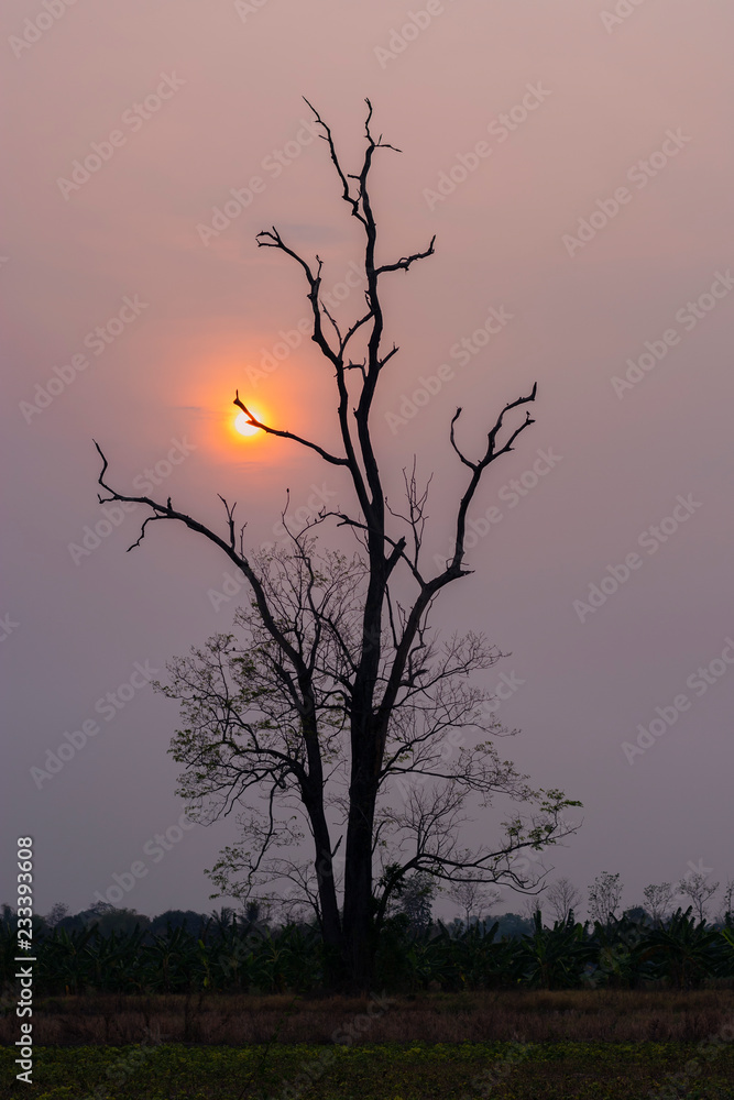 a silhouette of a dead tree with no leaves against a sunset sky. The sun is shining through the branches of the tree. a silhouette of a dead tree with no leaves against a sunset sky. The sun is shining through the branches of the tree.