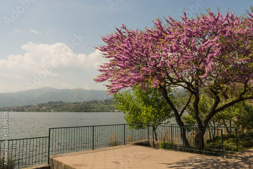 Pusiano lake , tree with pink flowers , Italy photo