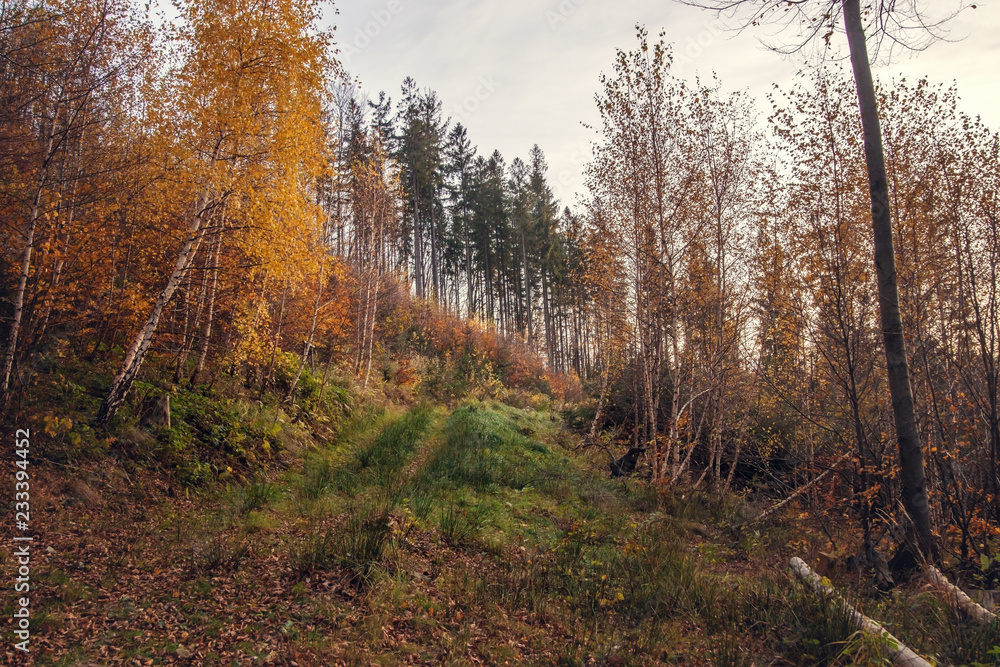 Autumn forest in the mountains. Autumn forest in the mountains.
