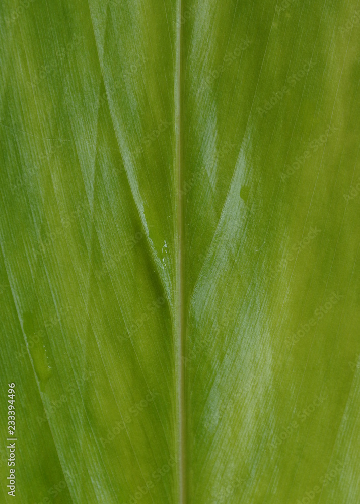 Leaf Leaf