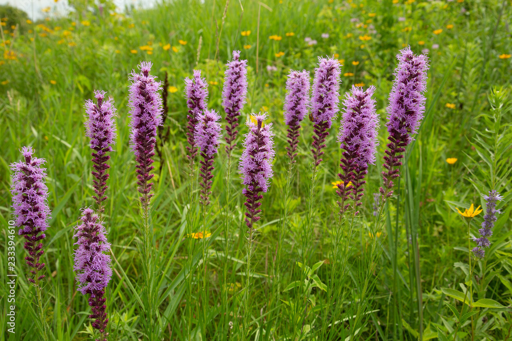 Fototapeta premium Native Prairie wildflowers taken in southern MN