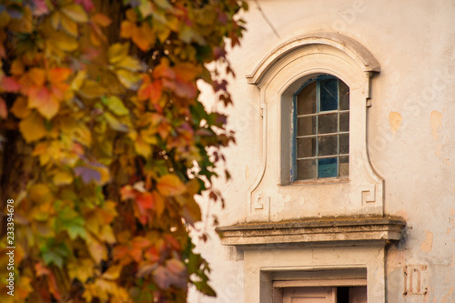 wild wine nests in autumn on the facade of a house