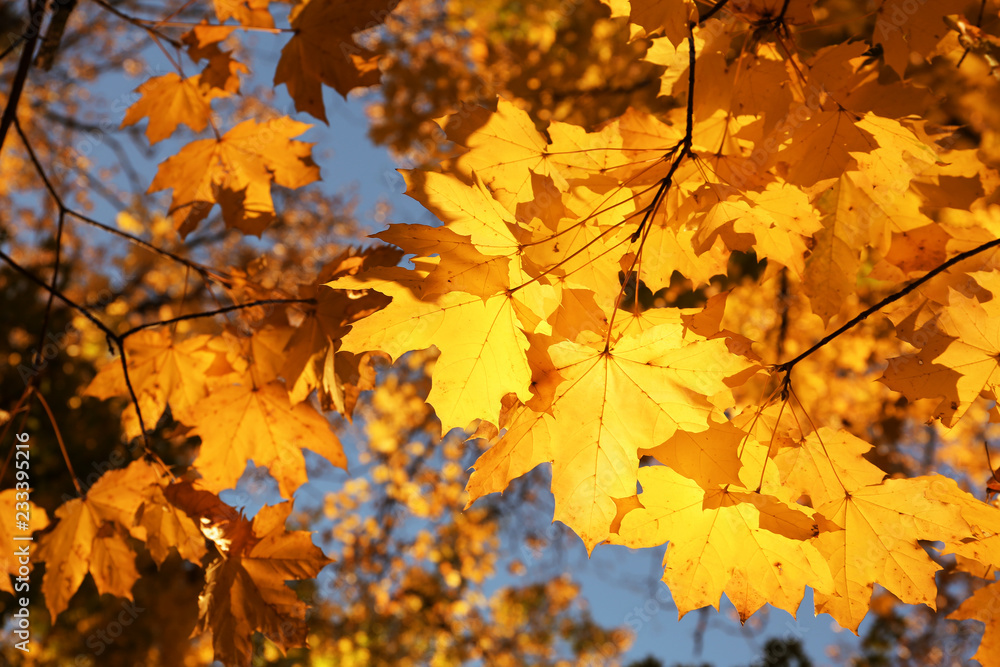 View of tree branches with autumn leaves in park View of tree branches with autumn leaves in park
