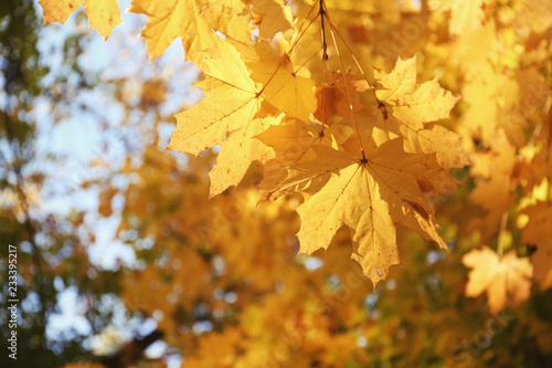 View of tree branches with autumn leaves in park