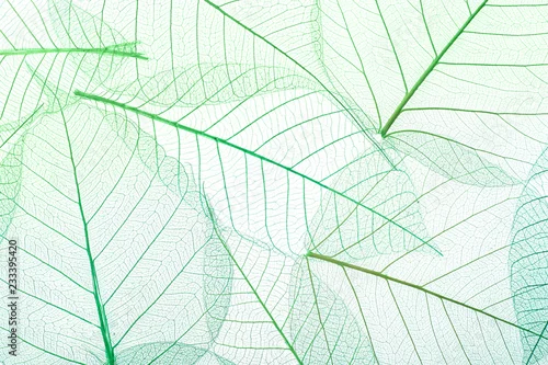 Obraz Widok z góry pięknych dekoracyjnych liści szkieletu