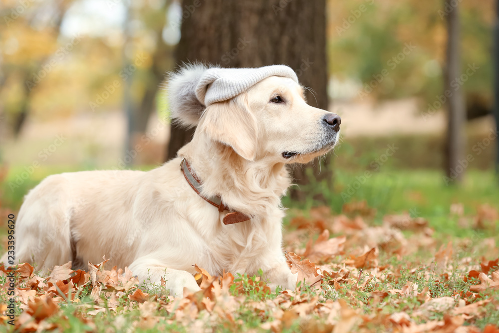 Funny Labrador Retriever wearing warm hat in beautiful autumn park Funny Labrador Retriever wearing warm hat in beautiful autumn park