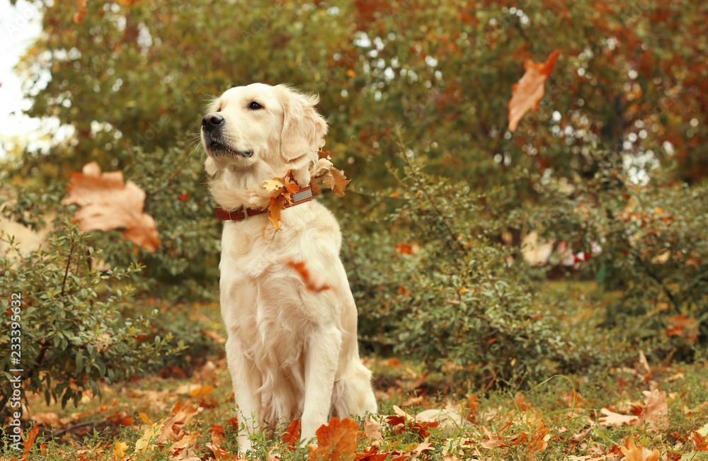 Funny Labrador Retriever and autumn leaves in beautiful park