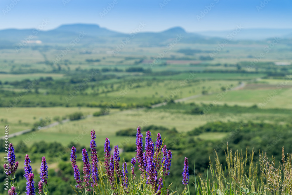 Purple flowers and hill in the background