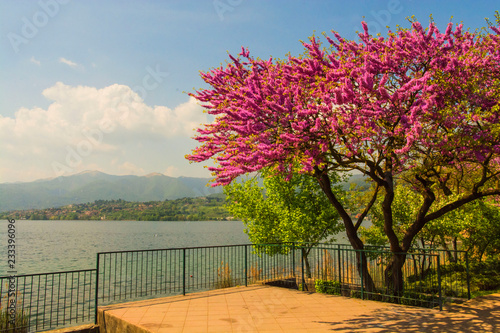 Pusiano lake , tree with pink flowers , Italy