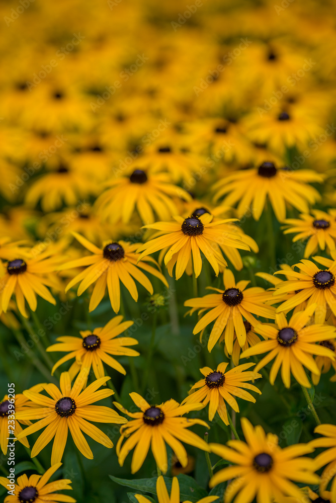 Bunch of yellow flowers on a meadow Bunch of yellow flowers on a meadow