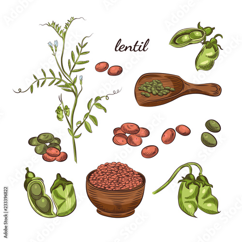 Lentil plant hand drawn illustration. Peas and pods sketches. Scoop for lentils isolated on white background.