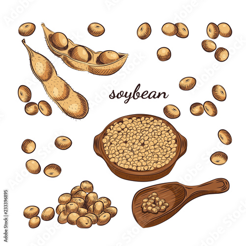 Soybean bowl and pods hand drawn sketch on white background. Scoop with soy and beans vector illustration.