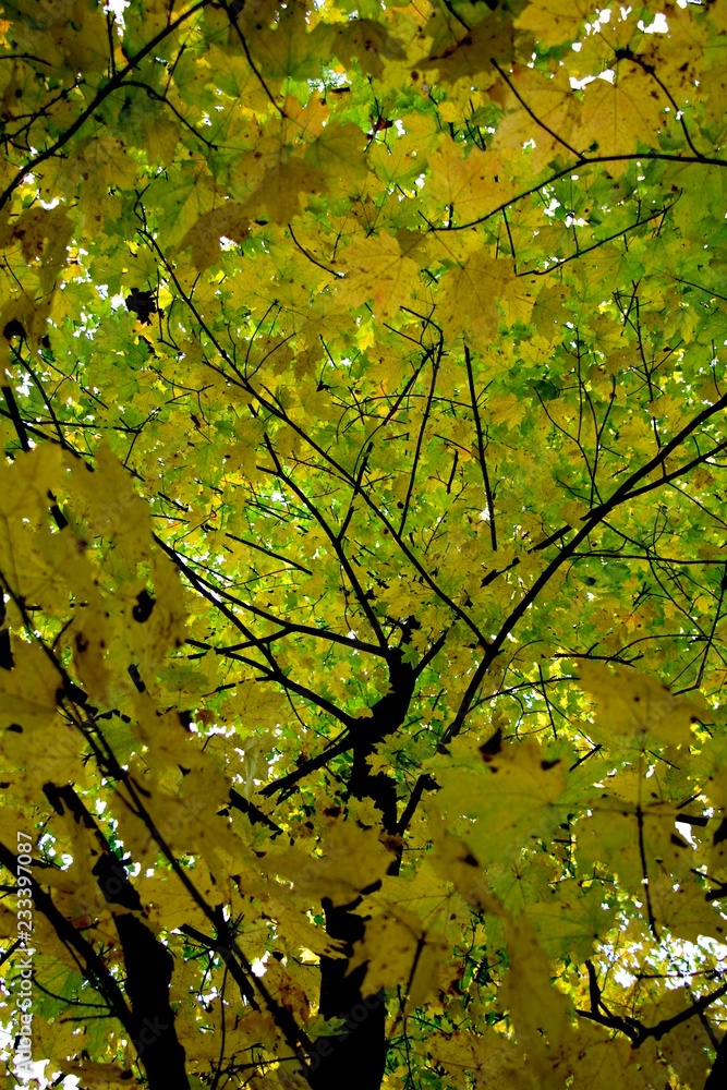 Leaves Falling From Trees In Summer