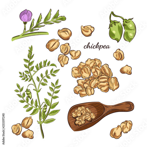 Chickpea plant hand drawn illustration. Peas, pods and blooming sketches. Scoop for chickpeas isolated on white background.