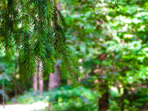 Close up of spruce branch.