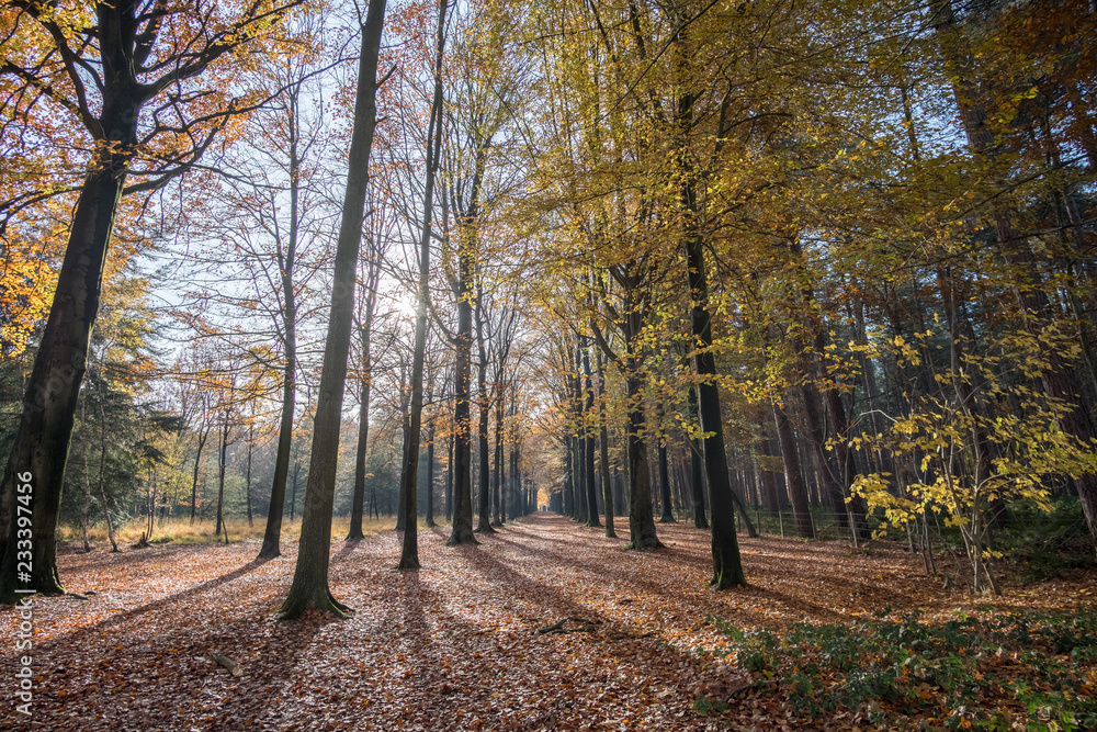 autumn in the park