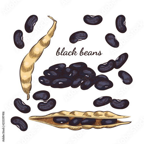 Black beans hand drawn sketch on white background. Beans and pods illustration for your design.