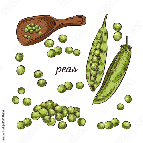 Peas hand drawn sketch on white background. Pea pods and peas in scoop vector illustration.