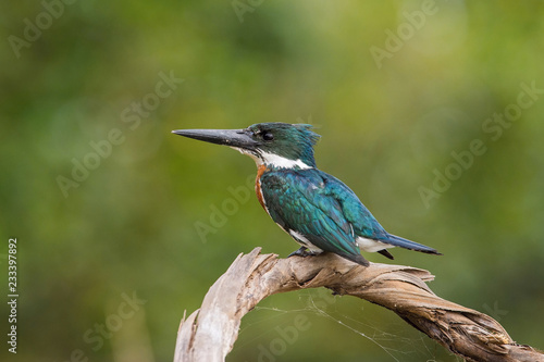 The Amazon kingfisher, Chloroceryle amazona is sitting on some stick and waiting for the prey, colorful backgound, early morning soft light during the sunrise, in Brazilian Pantanal