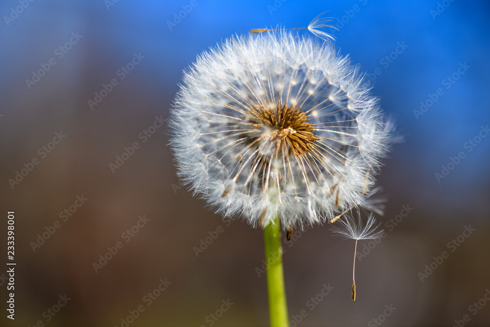 Pusteblume V