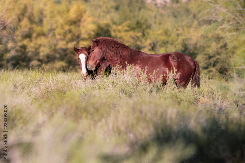 Fototapeta premium Wild Horses in Arizona