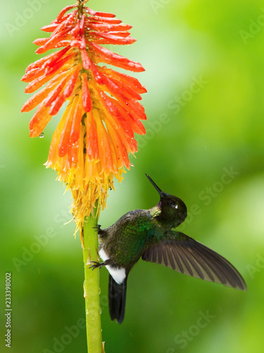 The Tourmaline Sunangel, Heliangelus exortis is sitting on the flower prepared to drink the nectar, amazing colored hummingbird, amazing picturesque green background photo