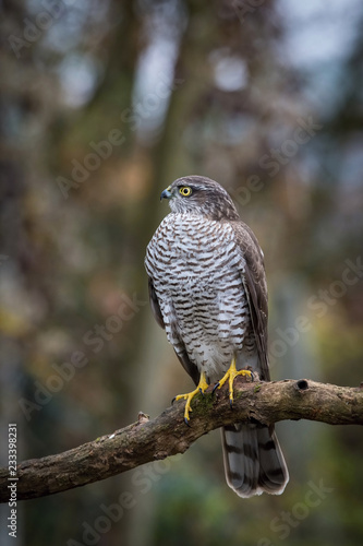 The Eurasian Sparrowhawk, accipiter nisus sitting on the branch in beuatiful colorful autumn environment. Pretty colorful contrasting backround with nice bokeh.