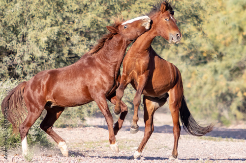 Fototapeta Naklejka Na Ścianę i Meble -  Wild Horses fighting in Arizona