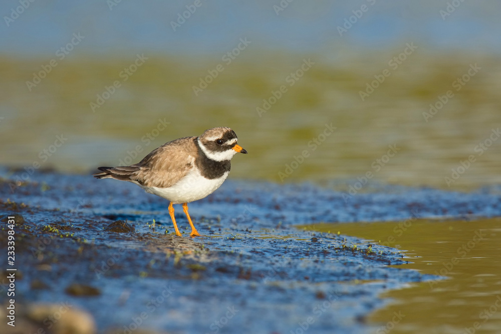 The Common Ringed Plover or Ringed Plover, Charadrius hiaticula is standing in the typical environment in the Iceland The Common Ringed Plover or Ringed Plover, Charadrius hiaticula is standing in the typical environment in the Iceland