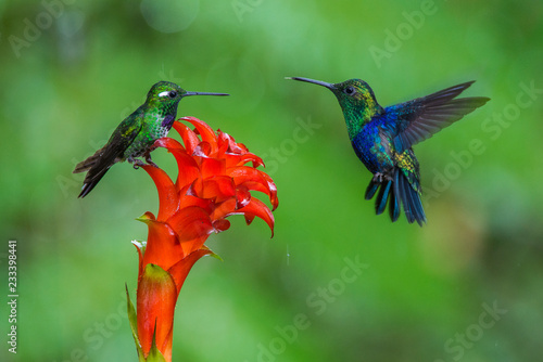 Two hummingbirds are meeting at amazing red bloom in the forest rain environment. The Purple-bibbed White Tip (urosticte benjamini), one is sitting on the flower and second just flying to drink